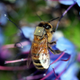 Illustration for article titled Why is this bee wearing a tiny surveillance device?